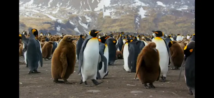 King penguin (Aptenodytes patagonicus patagonicus) as shown in Blue Planet II - Coasts